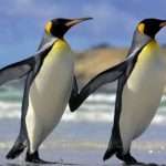 Pinguini omosessuali adottano un uovo
